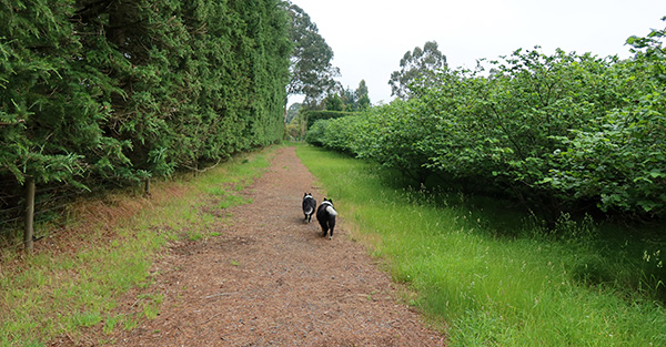  They love their walks. 