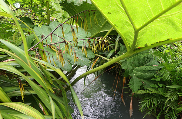  Gunnera, Phormiums and Ferns. 