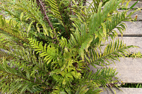  This is the type of fern I am chopping out. 