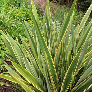  Wonderful foliage plants. 