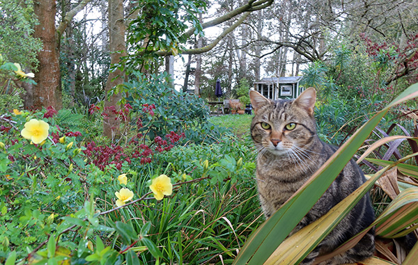  With Pond Cottage in the background. 