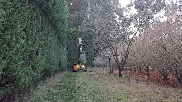  In the orchard. 