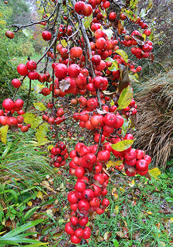  The blackbirds love to eat these. 