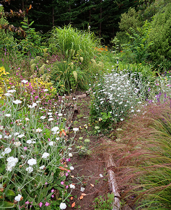  Through the white Lychnis. 