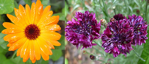  My favourite coloured cornflower is the purple one. 