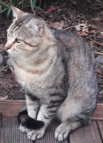  Sitting, quite relaxed, on the cottage verandah. 