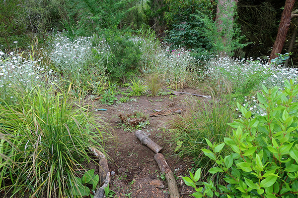  Curving around the ornamental grasses. 