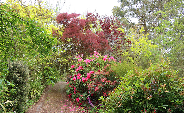  And one of the last rhododendrons to flower. 