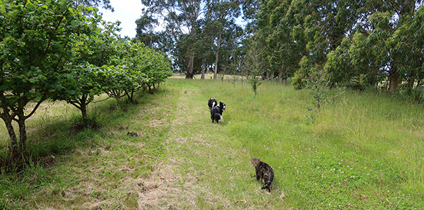  On one of our orchard walks. 