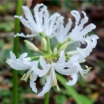  My name for these autumn flowering bulbs. A while Naked Lady, perhaps? 