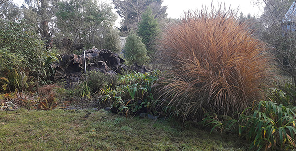  The orange Miscanthus grass is so beautiful. 