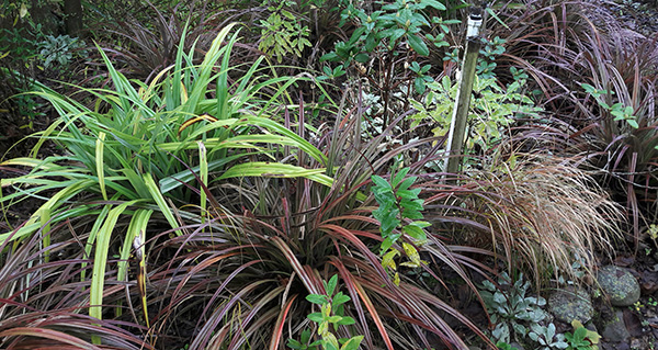  Providing wonderful green and brown colours. 