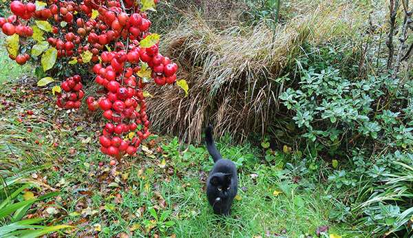  Out in the garden. 