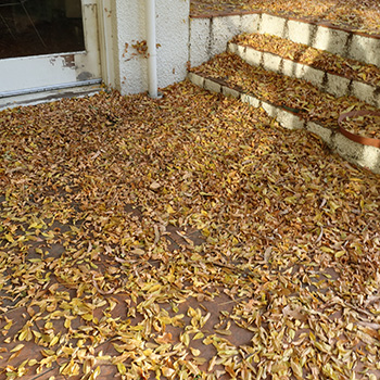  Covered in fallen Wisteria leaves. 