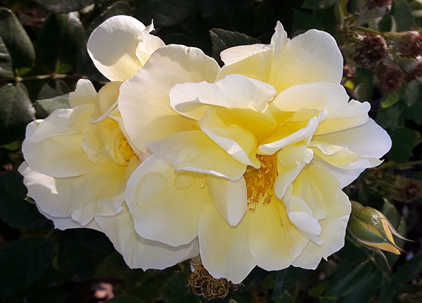  Photographed at the rose nursery. 