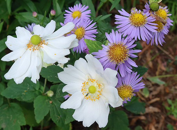  Asters, Anemones. 