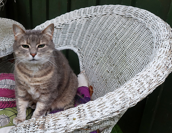  My cottage cat. 