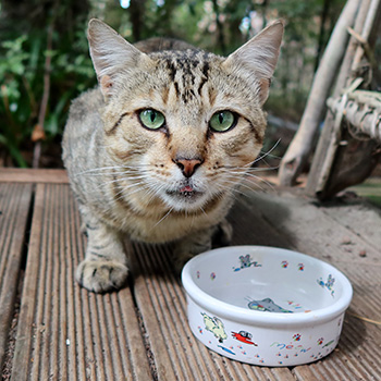  A well fed stray! 