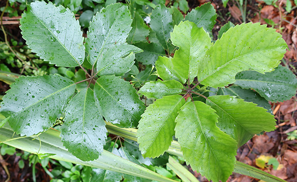  A New Zealand native which self-seeds a lot in my garden. 