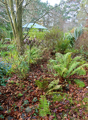  Ferns ready to go brown. 