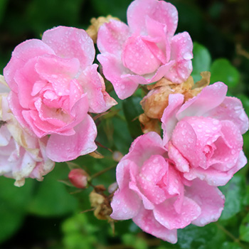  Flowering late. 