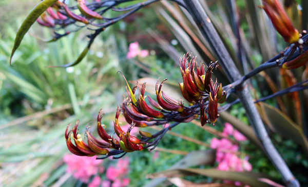  Visited by honey bees and bellbirds. 