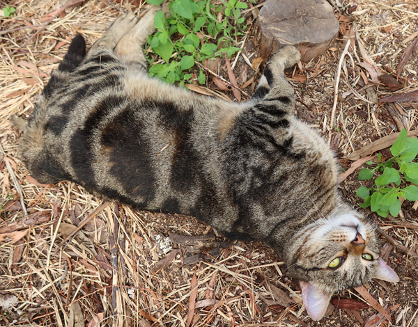  Rolling in the new garden. 