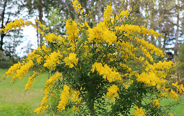  Sefl-seeded from a variety called Little Imp, rightly named! 