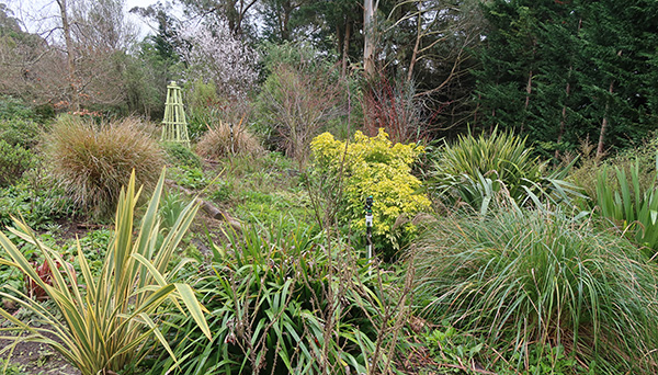  Lots of grasses and Phormiums. 