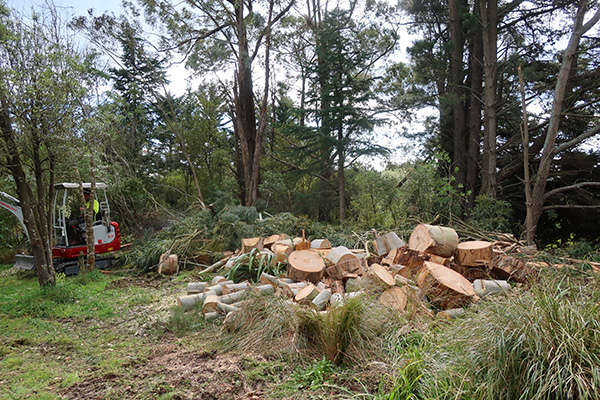  Firewood for next winter. 