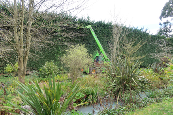  Trimming the Leyland hedge over the water race. 