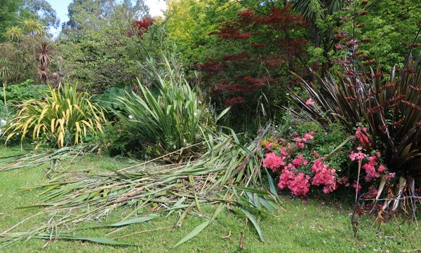  Phormium leaves! 