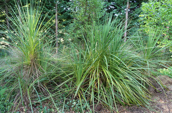  In the Hump Garden. 