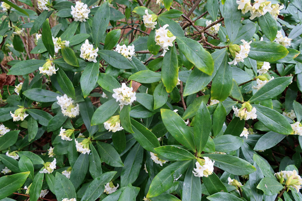  A big shrub near the house. 