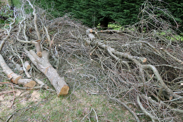  Lots of little scrappy branches. 