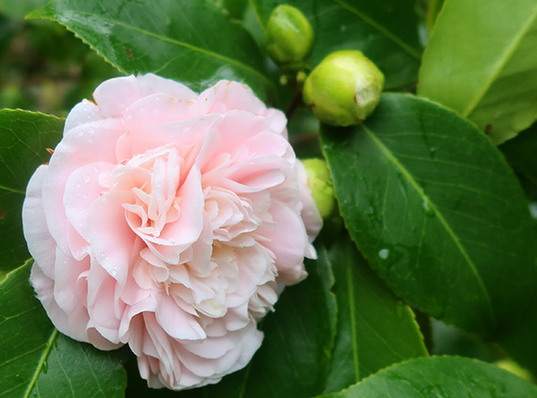  Flowering by the side of the house. 