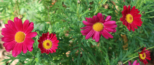  In  a pot by the garage. 