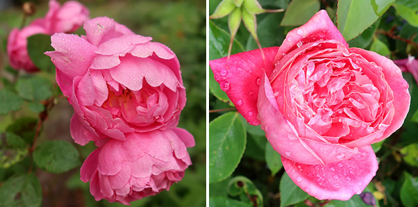  Two beautiful pink roses. 