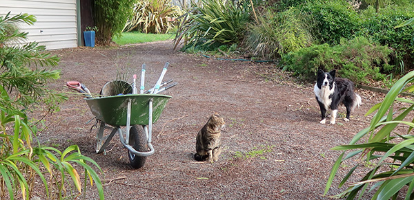  Waiting in the driveway. 