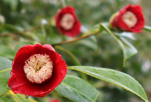  Pretty little flowers. 