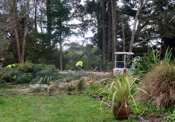  And the big gum tree is down. 