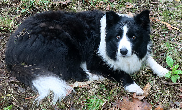  My gardening companion. 