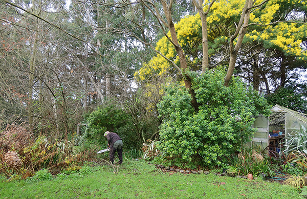  The beaufiful Wattle tree is in flower. 