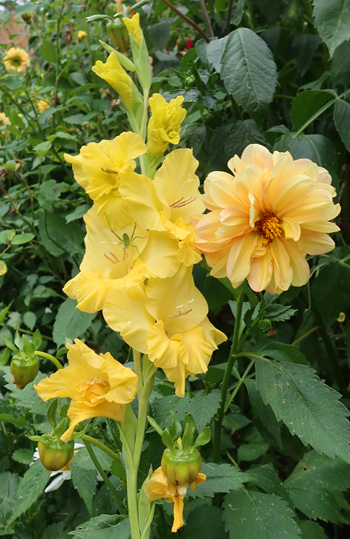  Gladiolus and Dahlia. 