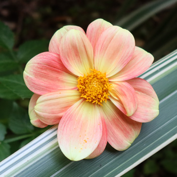  Another beautifully coloured flower. 