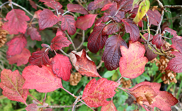  Beautiful autumn colours. 