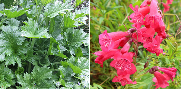  Crambe and Penstemon 