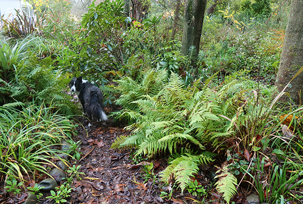  Very drippy ferns... 