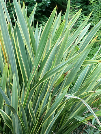  In the Hump Garden. 