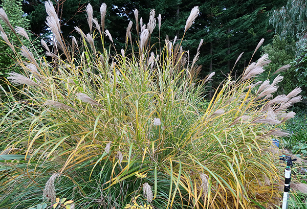  The variety Zebrinus. 